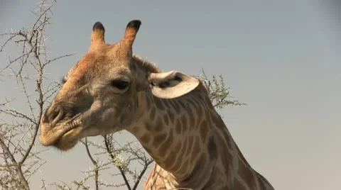 Extreme close up of eating giraffe Stock Footage 12128352