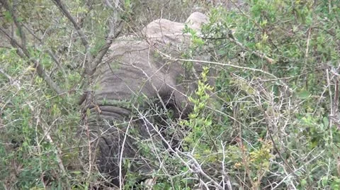 Extreme Close up Elephant feeding Stock Footage 10981231