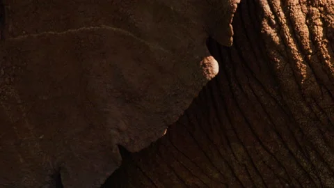 Extreme close up of an elephant's ear as it flaps them Stock Footage 256901974