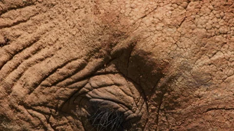Extreme close up of an elephant's eye during the morning hours Video stock 256904352