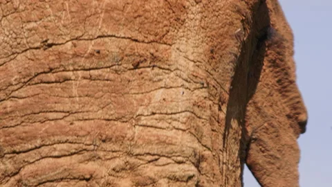 Extreme close up of an elephant's eye with flies surrounding it Stock Footage 256903249