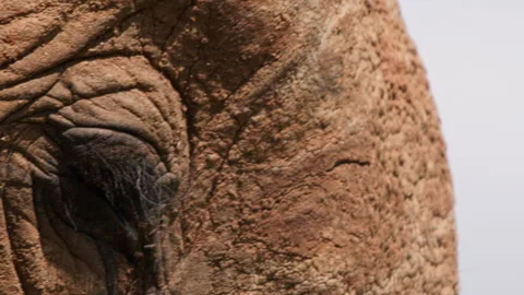 Extreme close up of an elephant's eye while flapping its ears Stock Footage 256904418