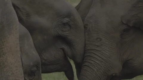 Extreme close-up of elephants Stock Footage 291390548