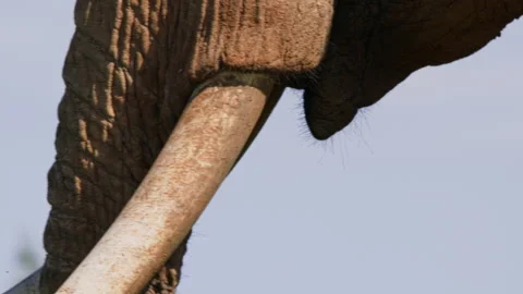 Extreme close up of an elephant's mouth while feeding in Africa. Stock Footage 256902081