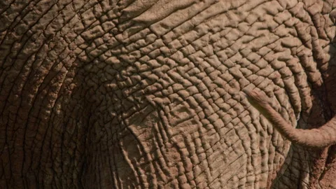 Extreme close up of an elephant's skin during the morning in Africa. Stock Footage 256901577