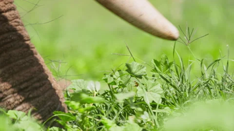 Extreme close up of an elephant's trunk as it pulls vegetation Stock Footage 256903714