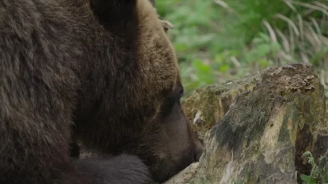 Extreme Close-Up of Eurasian Brown Bear Sniffing a Rotten Stump Stock Footage 341611630