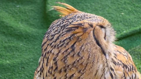 Extreme close up of Eurasian eagle owl head with sharp amber eye and detaile Stock Footage 346394849