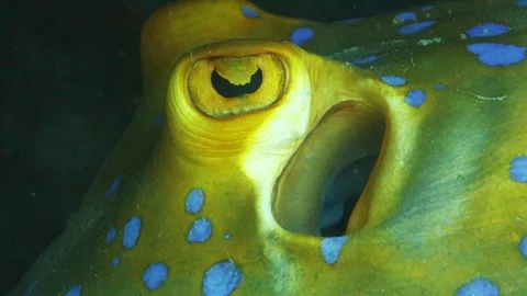 Extreme close up of the eye and moving spiracle on a vibrant blue-spotted Stock Footage 119136711
