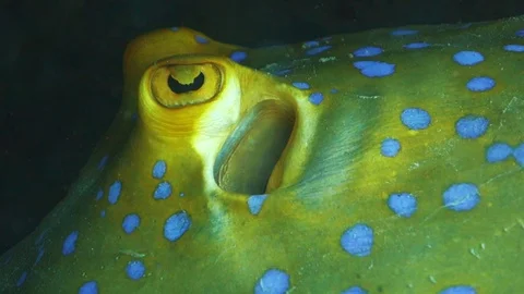 Extreme close up of the eye and spiracle on a vibrant blue-spotted Stock Footage 119136707