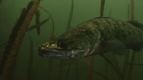 Extreme close up on the eye of a zander, Lac du Salagou, France Stock Footage 346560868
