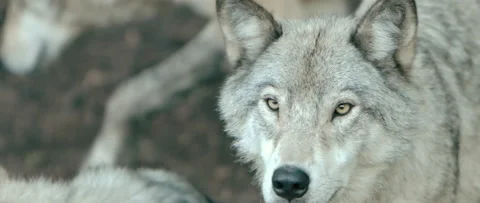 Extreme close up face of white wolf Stock Footage 168328714
