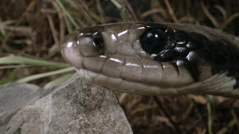 Extreme close up of False Water Cobra face snake macro Stock Footage 152800858