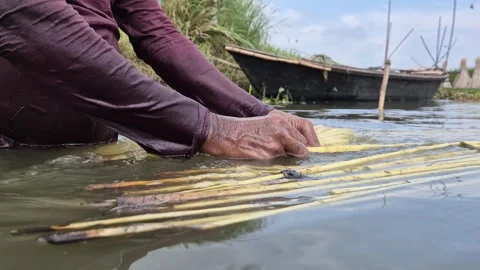 Extreme Close Up Of Farmer Hand Rapidly Peeling Jute Fiber In Canal Water Stock-Footage 340177544