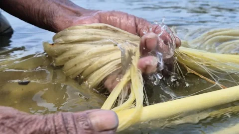 Extreme Close Up Of Farmer Working Hands Skin Texture Extracting Raw Jute Fiber Stock Footage 341048145