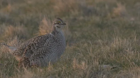 Extreme Close Up on Female Sharp Tail at Sunrise Stock Footage 49761550