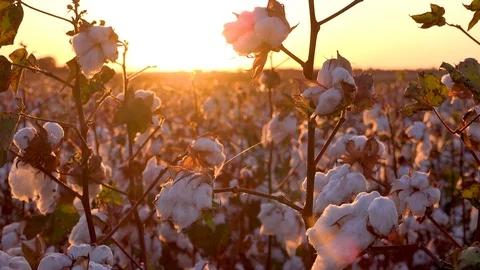 Extreme close of fields of cotton growing in a Mississippi Delta farm field at 库存影片 118144048