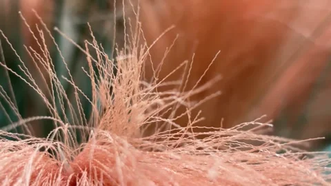 Extreme Close Up of Fine Orange Decorative Pampas Grass Plumes Stock Footage 332662583