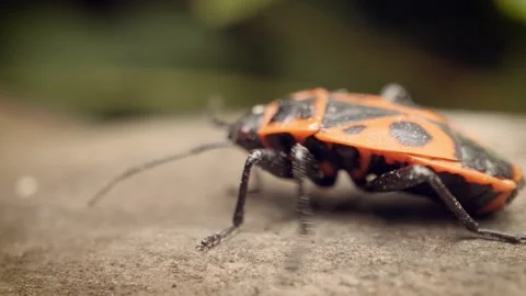 Extreme close-up of the firebug (Pyrrhocoris apterus). Stock Footage 314993831