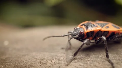 Extreme close-up of the firebug (Pyrrhocoris apterus) Vidéo 314993843