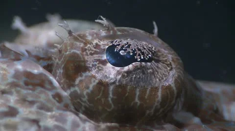 Extreme Close up Fish Eye Stock Footage 12210655