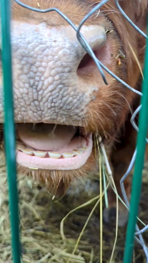 Extreme close up of a fluffy brown cow chewing hay behind a wire fence. Cute cal Stock Footage 347123775