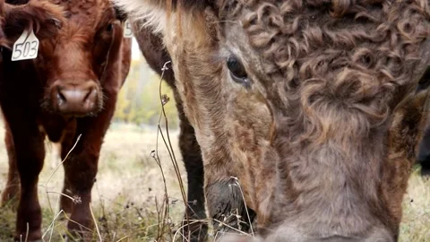 Extreme Close Fluffy Brown Steer Face Stock Footage 153240248