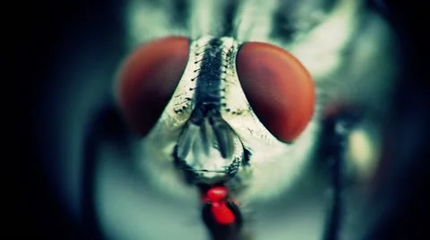 Extreme close-up of a fly Video stock 57328485