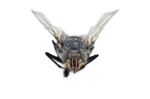 Extreme Close Up Of Fly Insect Stock Photos