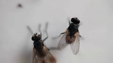 Extreme close-up of fly trying to escape from adhesive tape Stock Footage 81656559