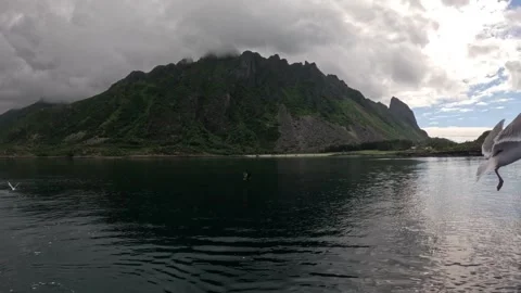 Extreme close up flyby of seagull over Norwegian fjord Lofoten Vidéo 344047622