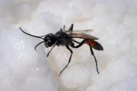 Extreme close up of a flying ant Stock Photos