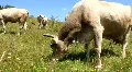 Extreme close up HD Footage