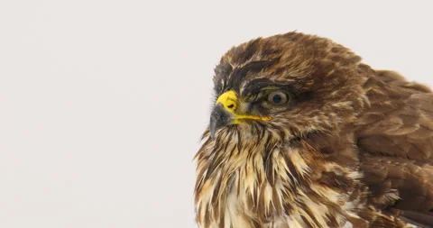 Extreme close up footage of common buzzard's head against white sky Stock Footage 266220655