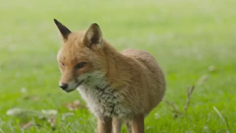 Extreme close up of a fox looking at the camera with one damaged eye Stock Footage 246646252