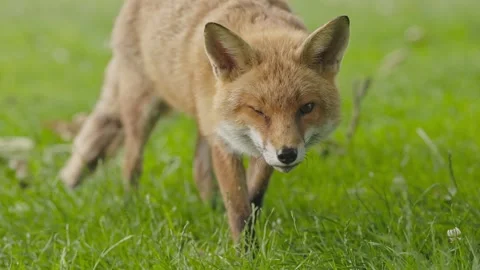 Extreme close up of a fox looking at the camera with one damaged eye and Stock Footage 246646357