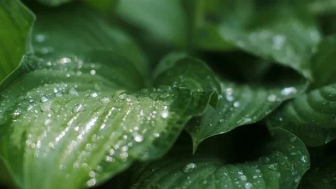 Extreme close up fresh green natural plant leaves with dew water drops macro Stock Footage 145063766