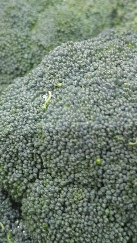 Extreme Close-Up of Fresh Raw Broccoli Florets with Water Droplets Stock Footage 332985944