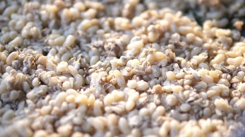 Extreme close-up of fresh red ant eggs and larvae, Video stock 332299897