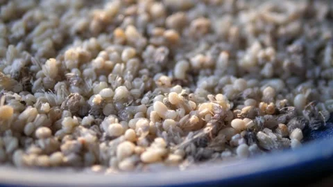 Extreme close-up of fresh red ant eggs and larvae, 스톡 동영상 332299898