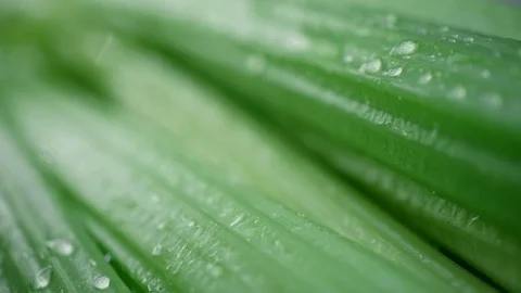 Extreme close-up fresh wet celery stalks in kitchen. Healthy eating concept Stock Footage 124408987