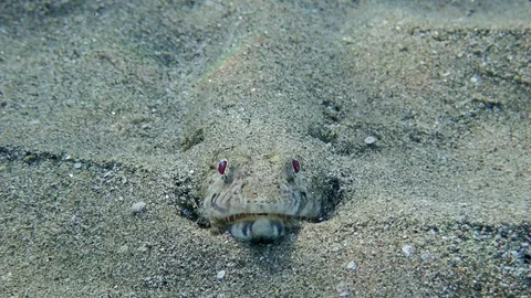 Extreme close-up frontal portrait of Lizard fish lies on sandy bottom in Stock Footage 127192822