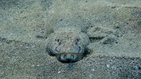 Extreme close-up frontal portrait of Lizard fish lies on seabed and sprinkles Stock Footage 127494684