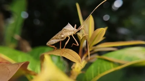 Extreme close up of a giant leaf-footed bug on a mango leaf Stock Footage 340408701