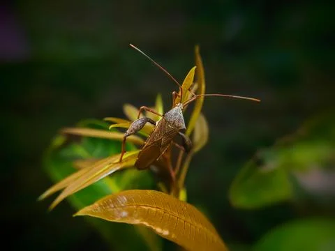 Extreme close up of a giant leaf-footed bug on a mango leaf Stock Photos