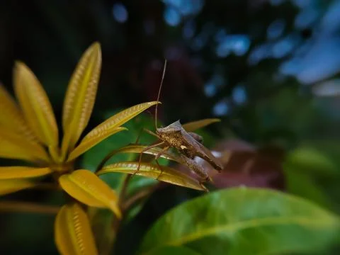 Extreme close up of a giant leaf-footed bug on a mango leaf Stock Photos