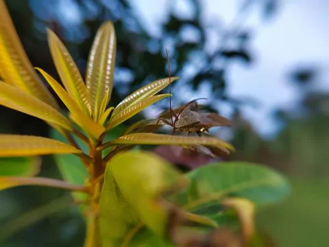 Extreme close up of a giant leaf-footed bug on a mango leaf Stock Photos