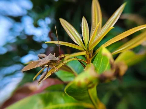Extreme close up of a giant leaf-footed bug on a mango leaf Stock Photos