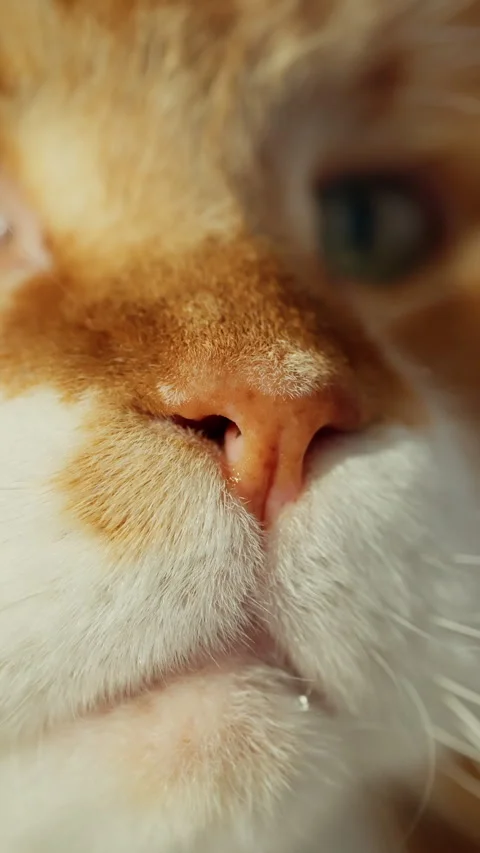 Extreme close-up of a ginger and white cats pink nose and whiskers, revealing Stock Footage 317157361