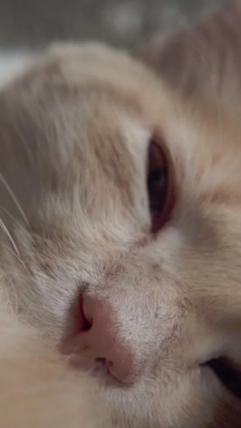 Extreme Close Up of Ginger Cat Face With Partially Open Eye and Soft Fur Texture Stock Footage 340802997